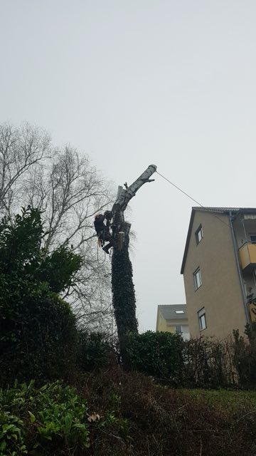 Abtragen eines Baumes neben einem Wohnhaus