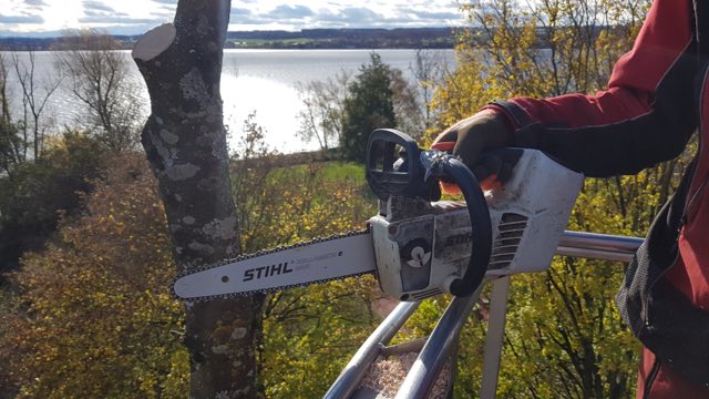 Fällschnitt mit der Motorsäge