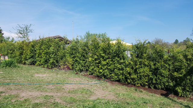 Neue Hecke am Grundstücksrand