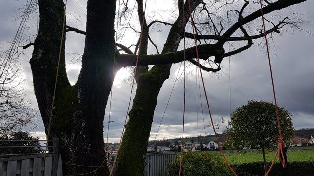 Seilsicherung in einer großen Baumkrone